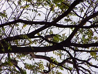 Indian hornbill